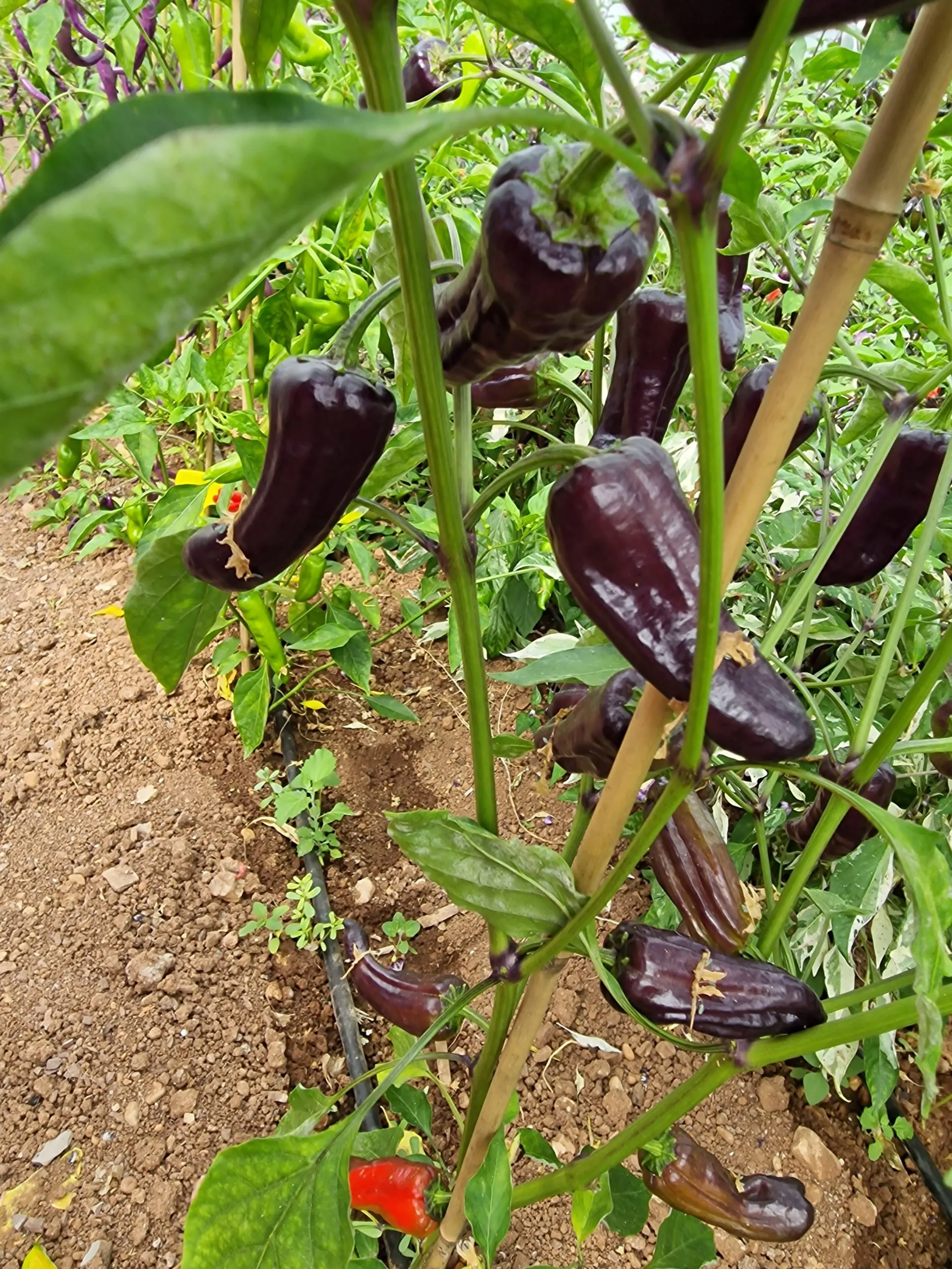 Poblano X VSRP Chilli Seeds - Image 2