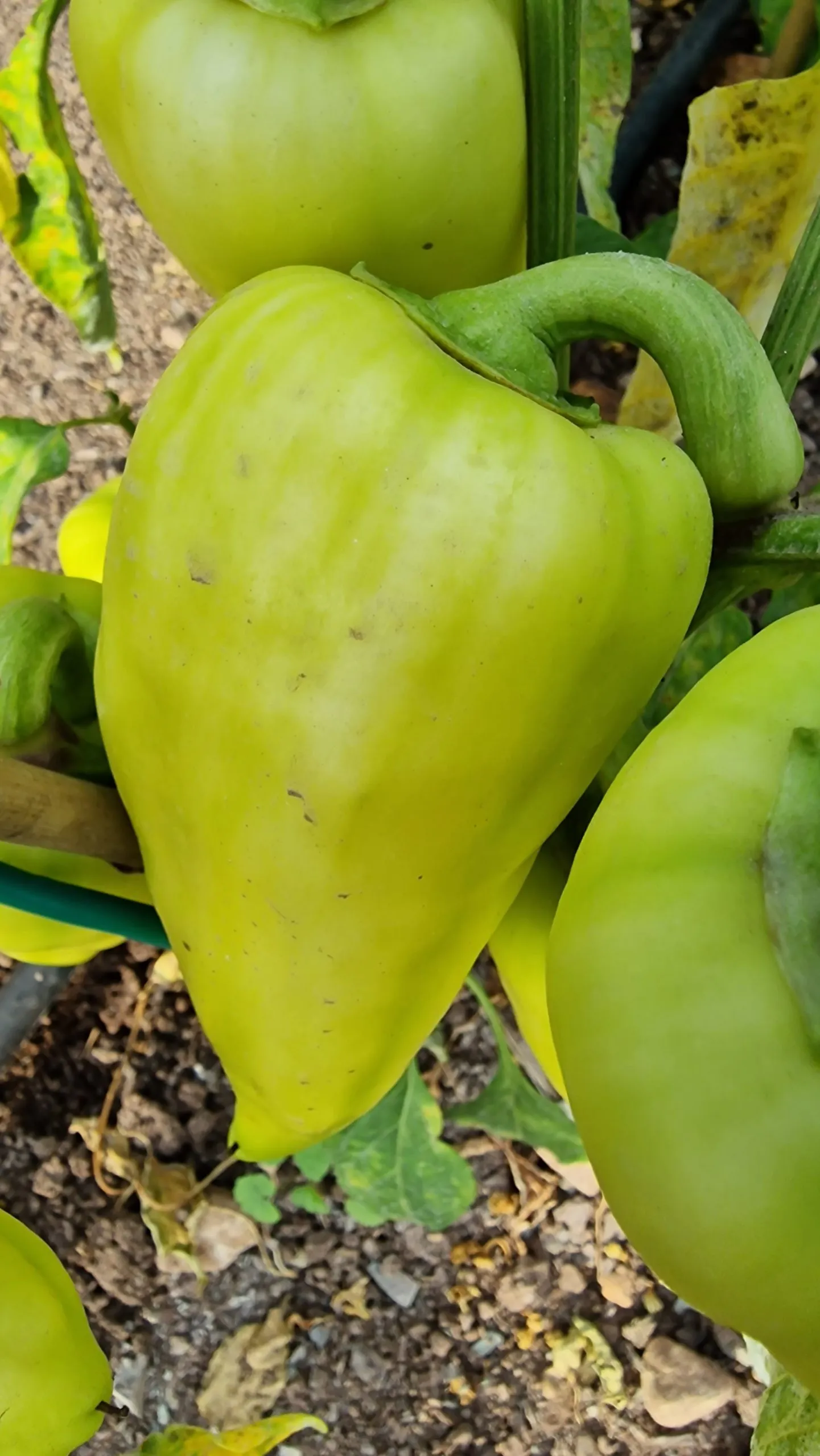 Amanda Sweet Pepper Seeds - Image 2