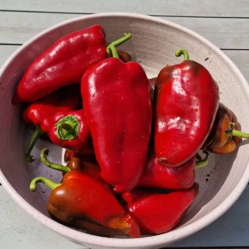 Elephant Ear Red Sweet Pepper Seeds
