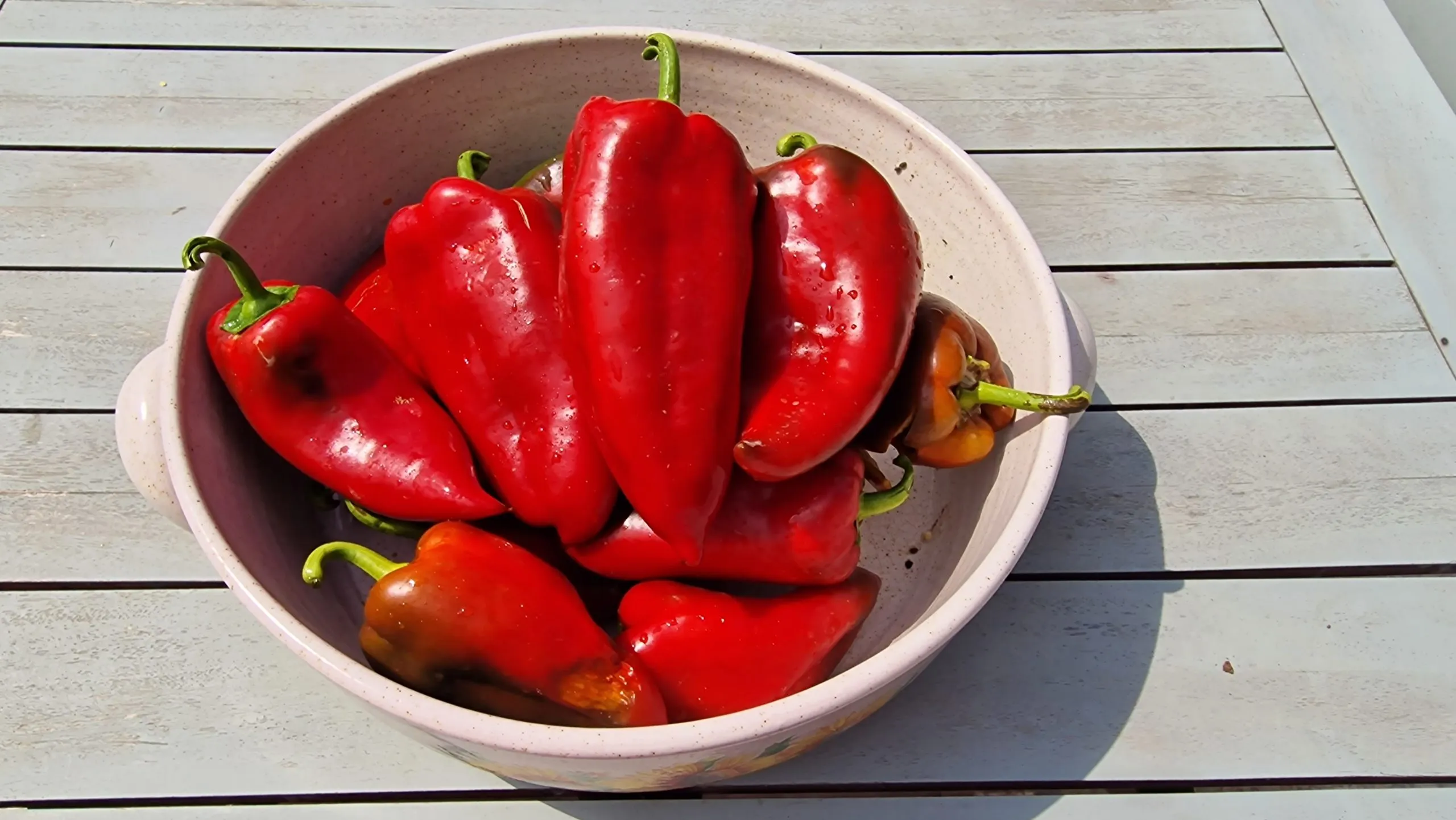 Elephant Ear Red Sweet Pepper Seeds - Image 4