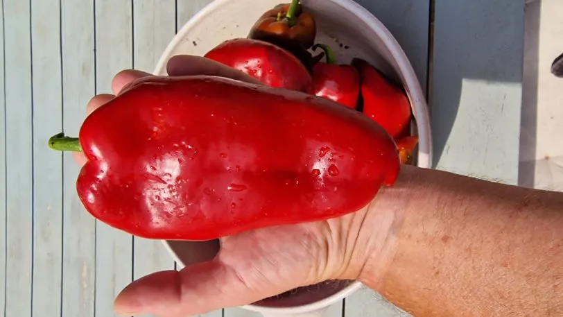 Elephant Ear Red Sweet Pepper Seeds - Image 3