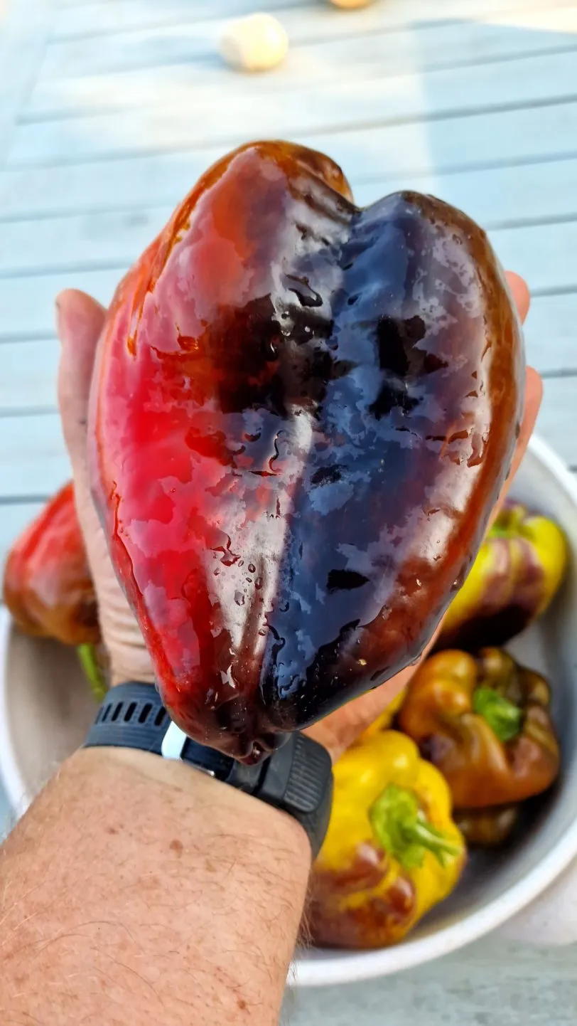 Blot Sweet Pepper Seeds - Image 3