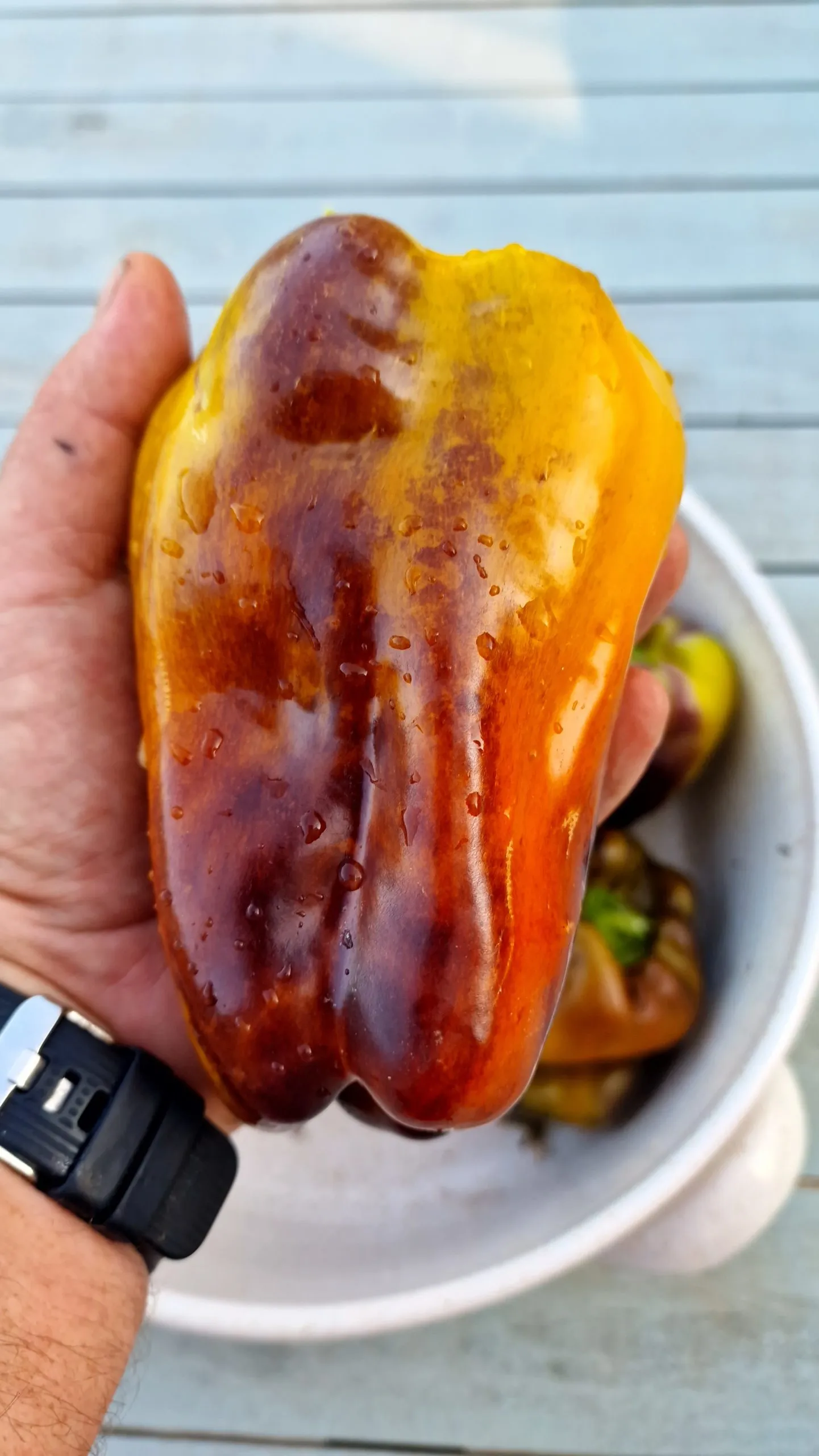 Blot Sweet Pepper Seeds - Image 4