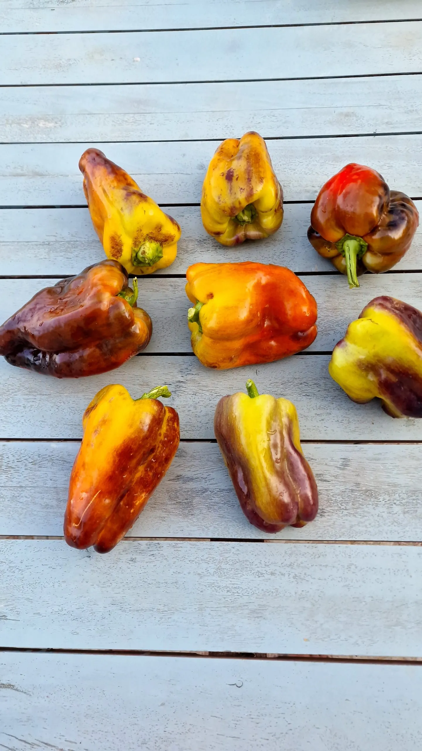 Blot Sweet Pepper Seeds - Image 5
