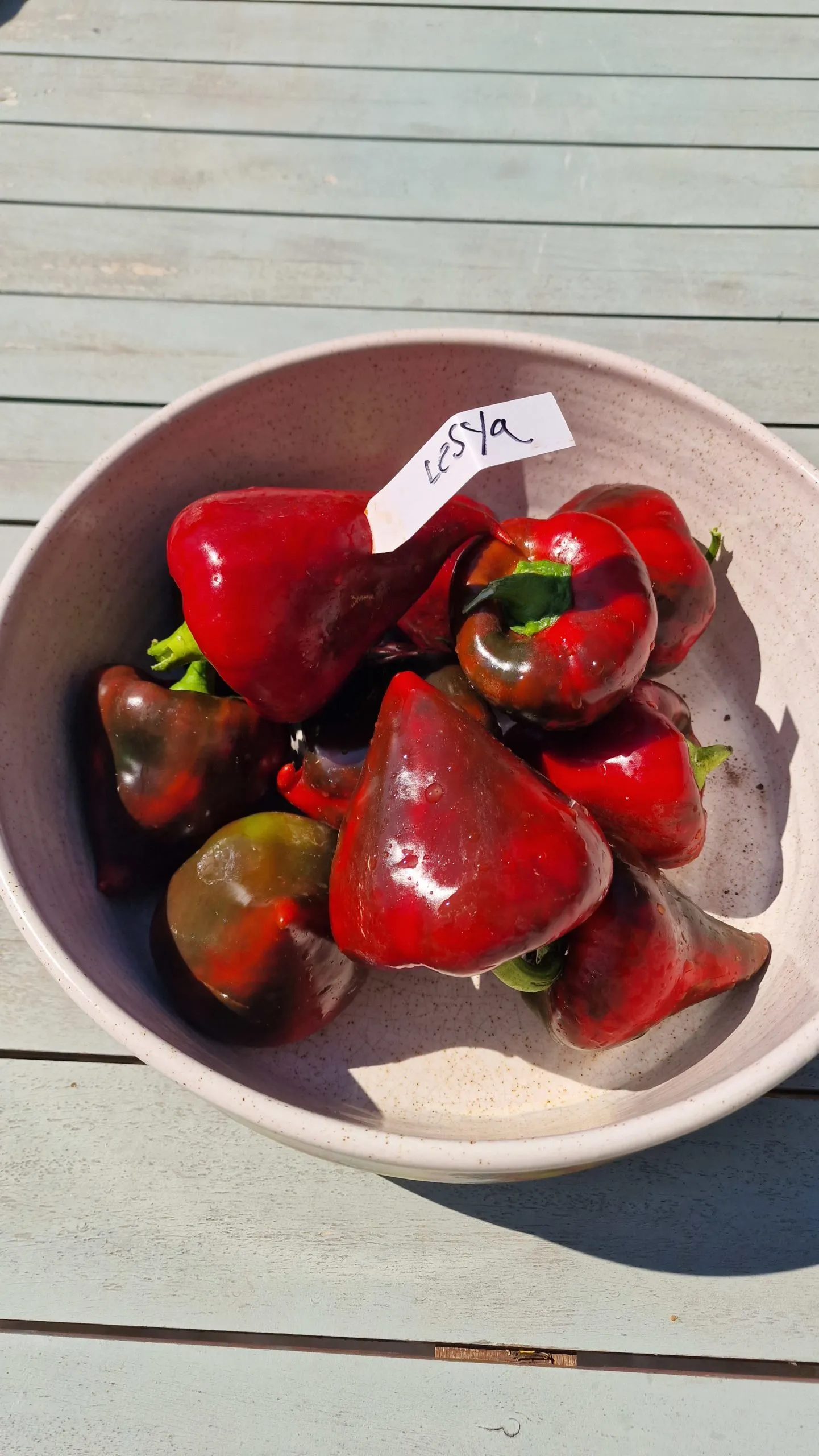 Lesya Sweet Pepper Seeds - Image 3