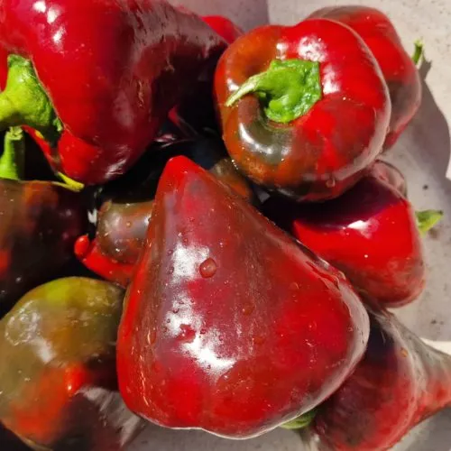 Lesya Sweet Pepper Seeds