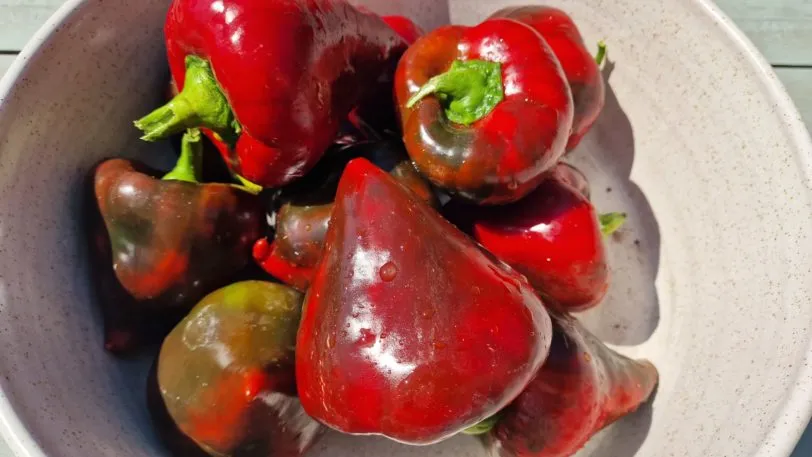 Lesya Sweet Pepper Seeds