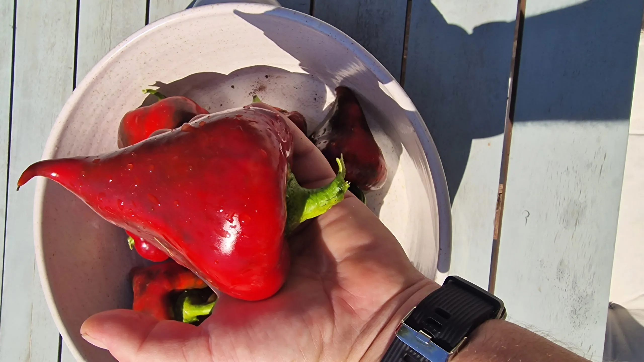 Lesya Sweet Pepper Seeds - Image 4