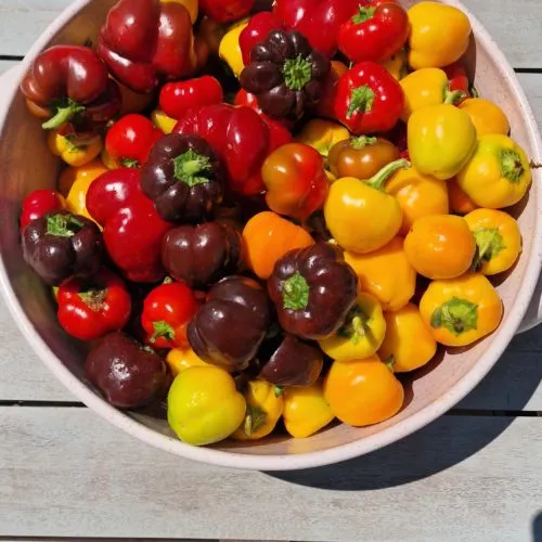 Mini Bell Multi-Colour Sweet Pepper Seeds