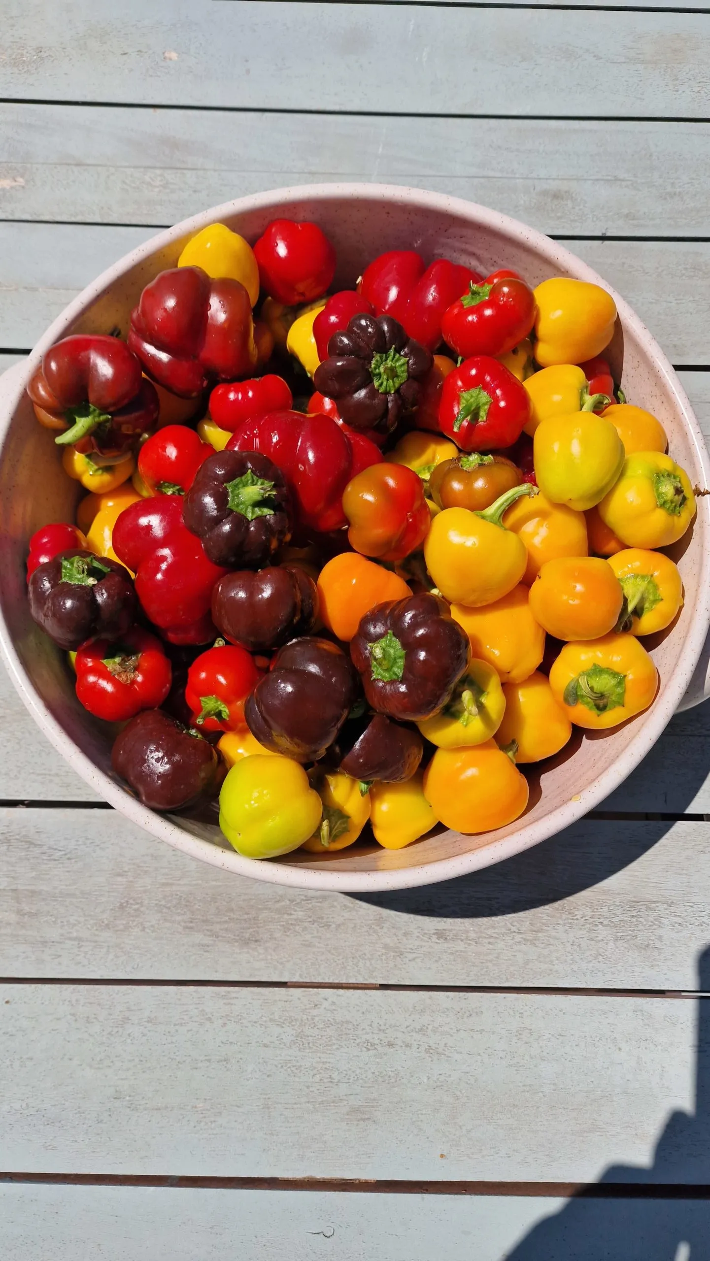 Mini Bell Multi-Colour Sweet Pepper Seeds