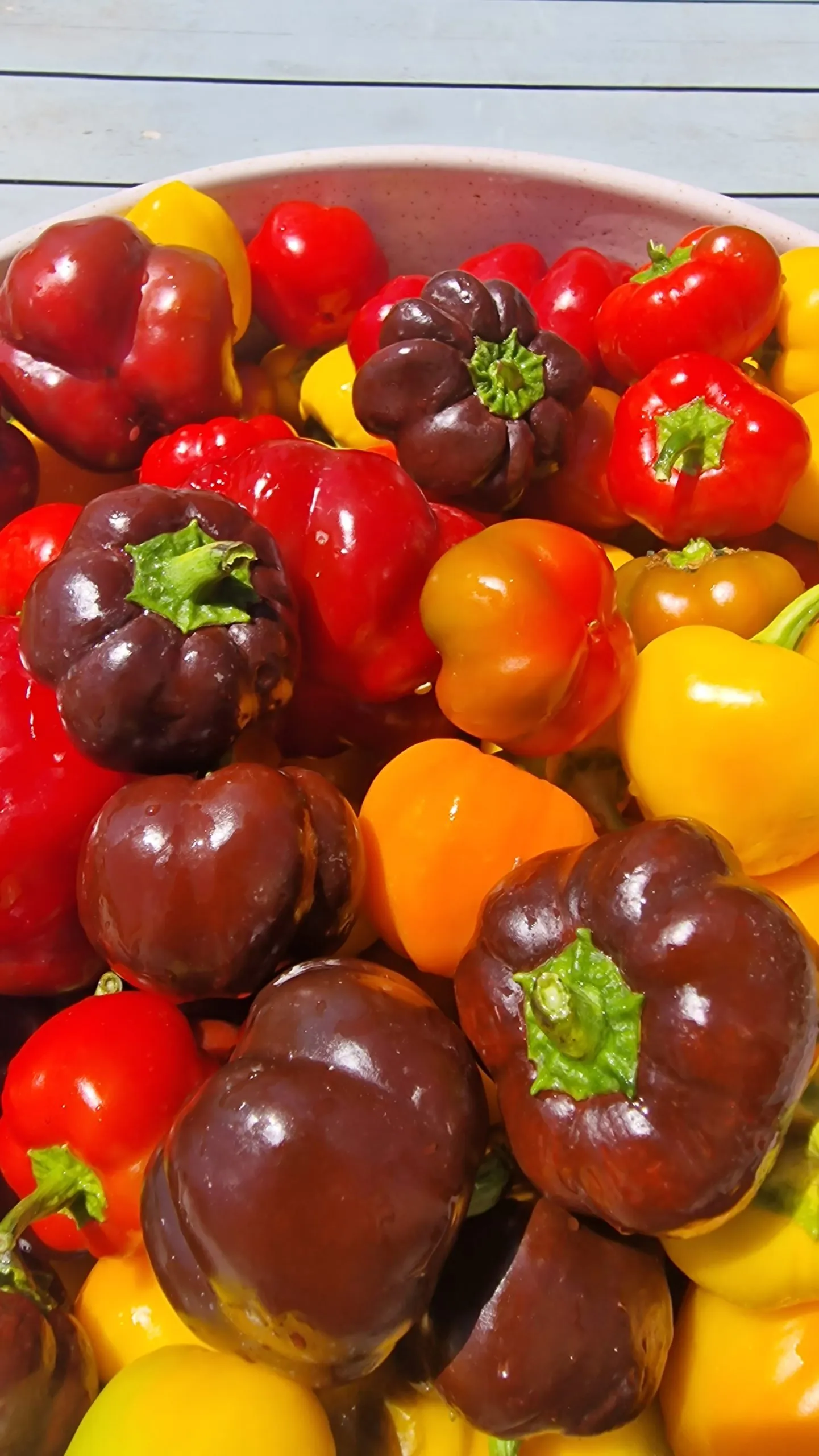 Mini Bell Multi-Colour Sweet Pepper Seeds - Image 2
