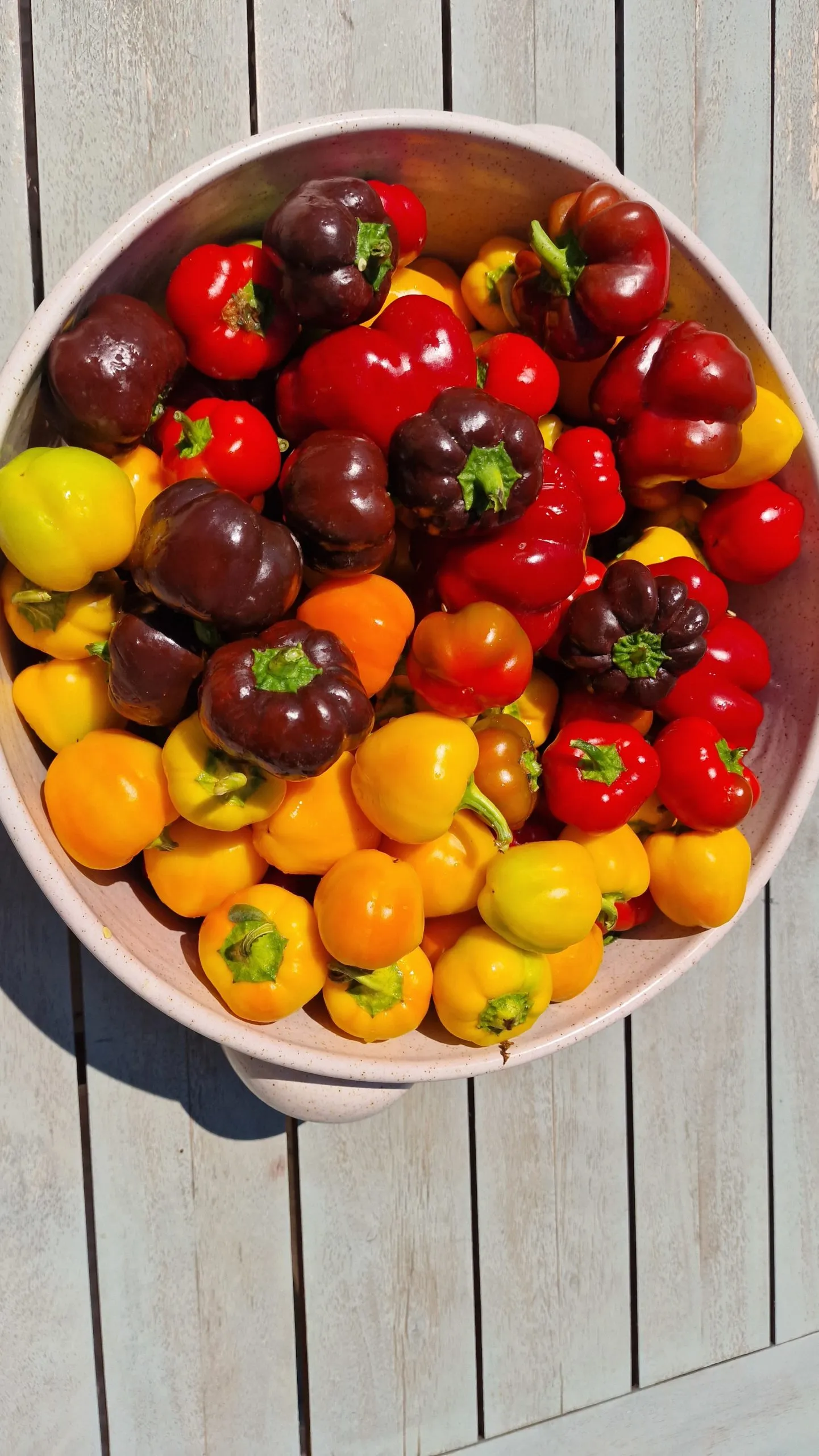 Mini Bell Multi-Colour Sweet Pepper Seeds - Image 3