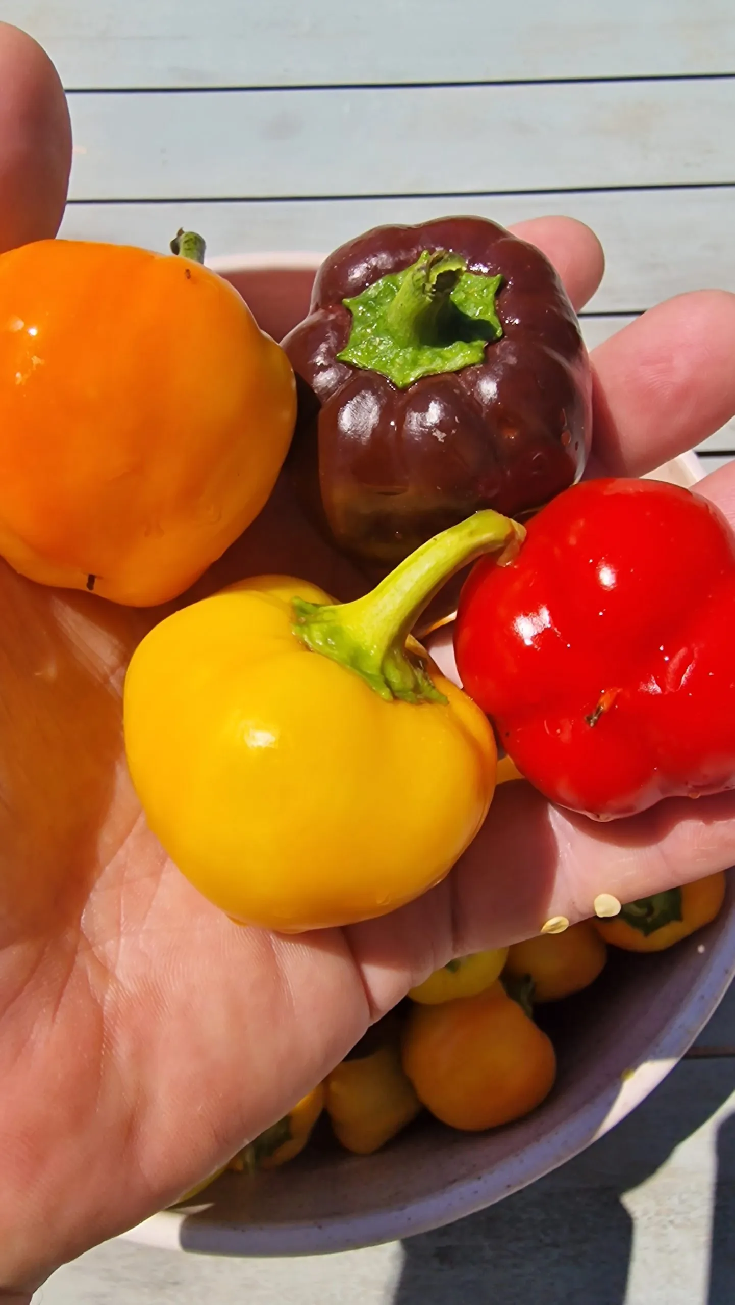 Mini Bell Multi-Colour Sweet Pepper Seeds - Image 5