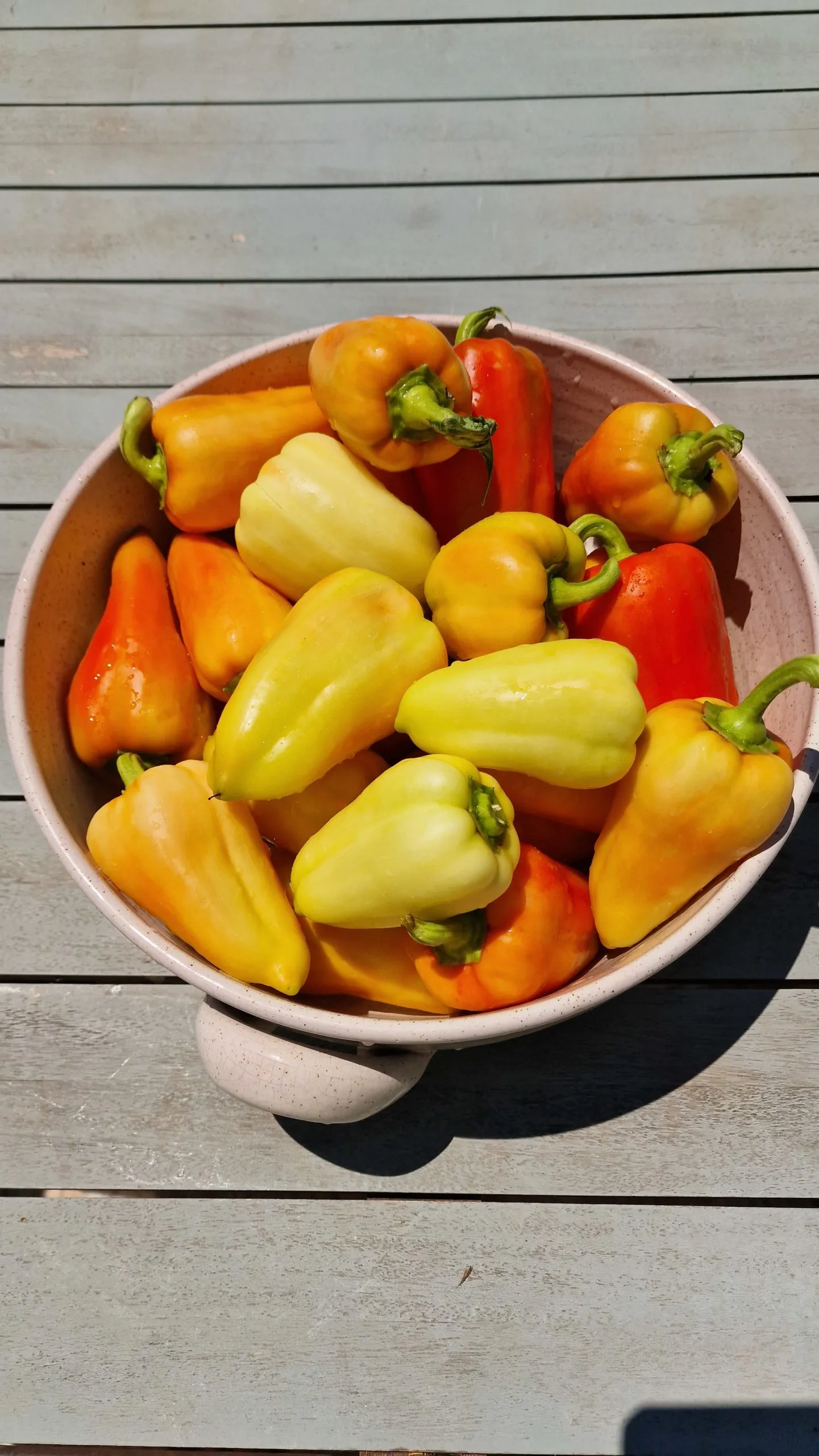 Amanda Sweet Pepper Seeds - Image 5