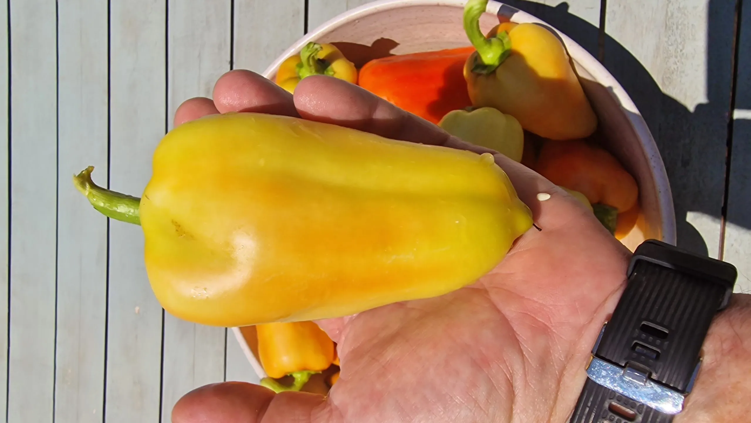 Amanda Sweet Pepper Seeds - Image 4