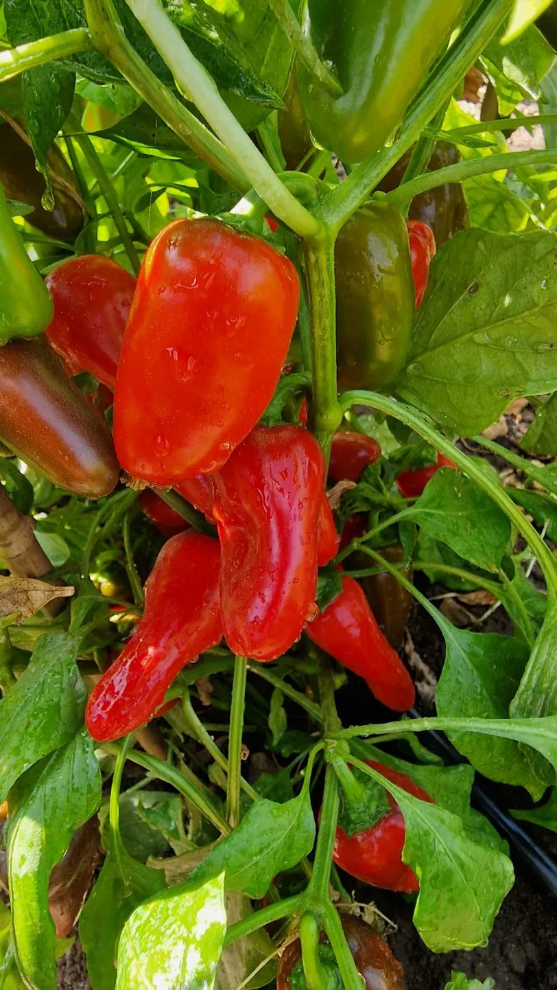 Lunch Box Red Sweet Pepper Seeds - Image 5