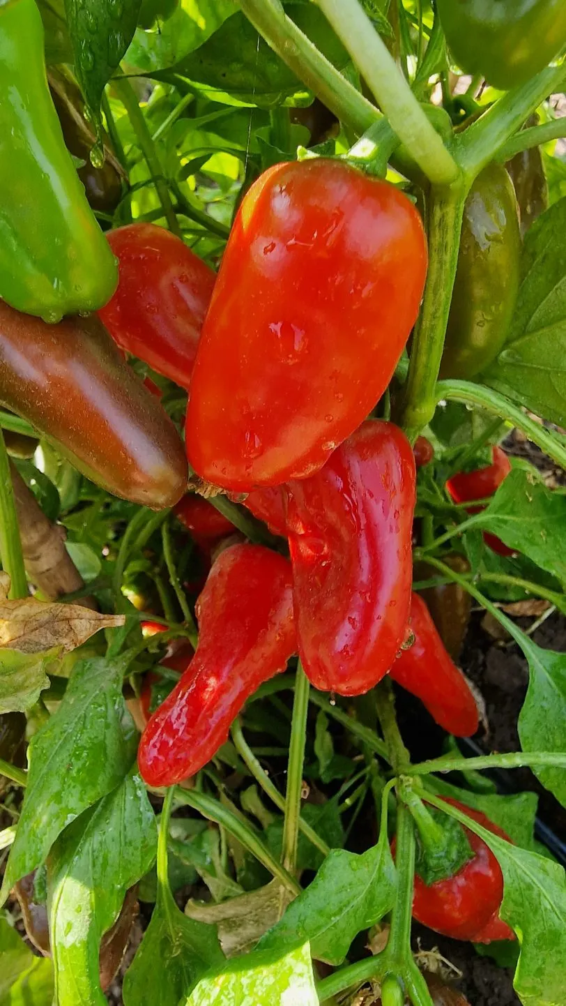 Lunch Box Red Sweet Pepper Seeds - Image 4