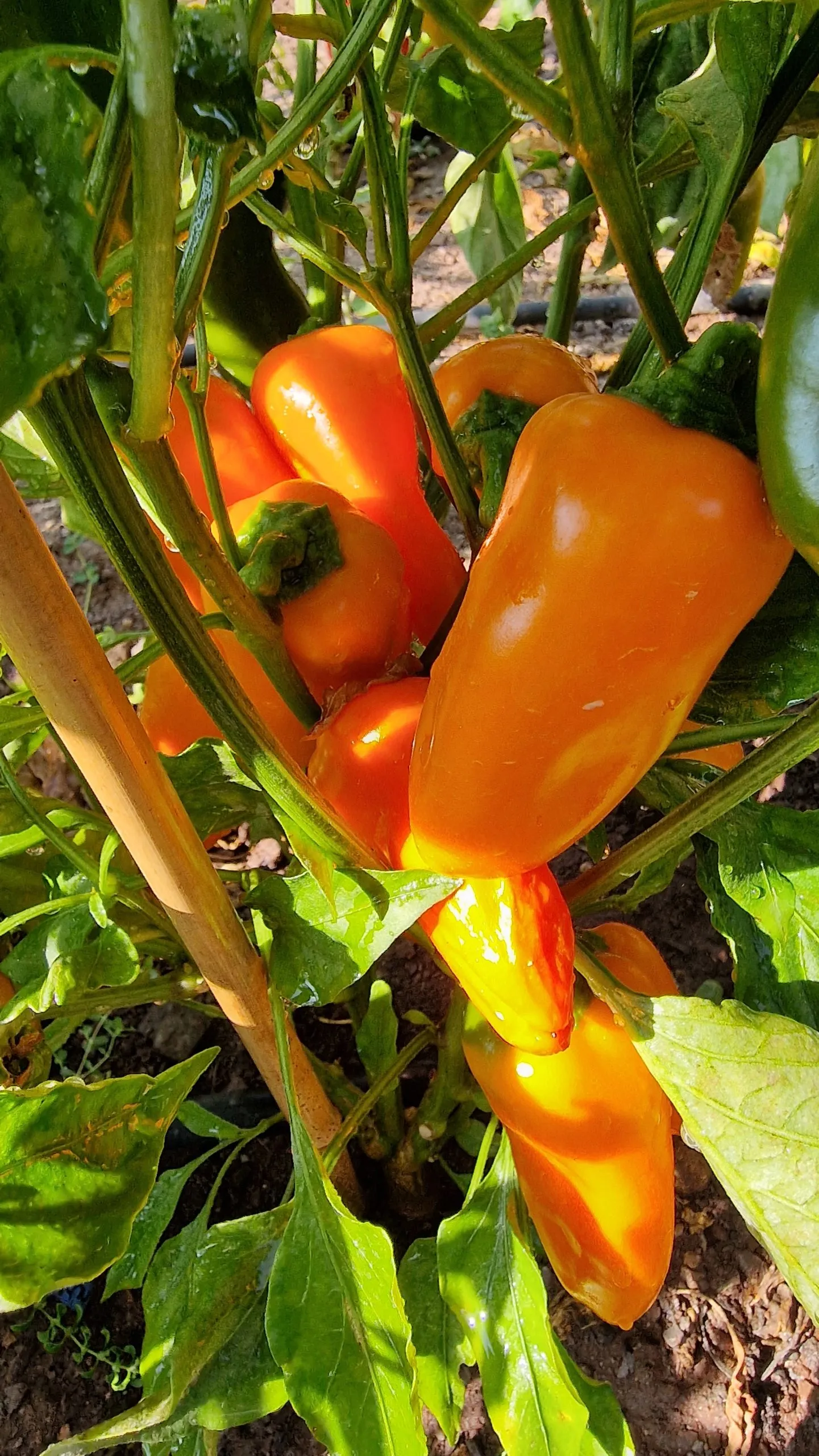 Lunch Box Orange Sweet Pepper Seeds - Image 4