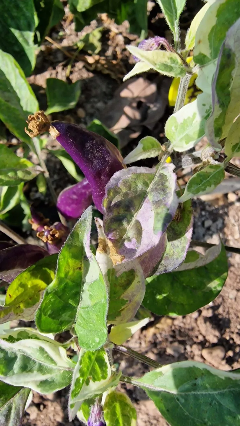 UFO Fluorescent Variegated Chilli Seeds - Image 3