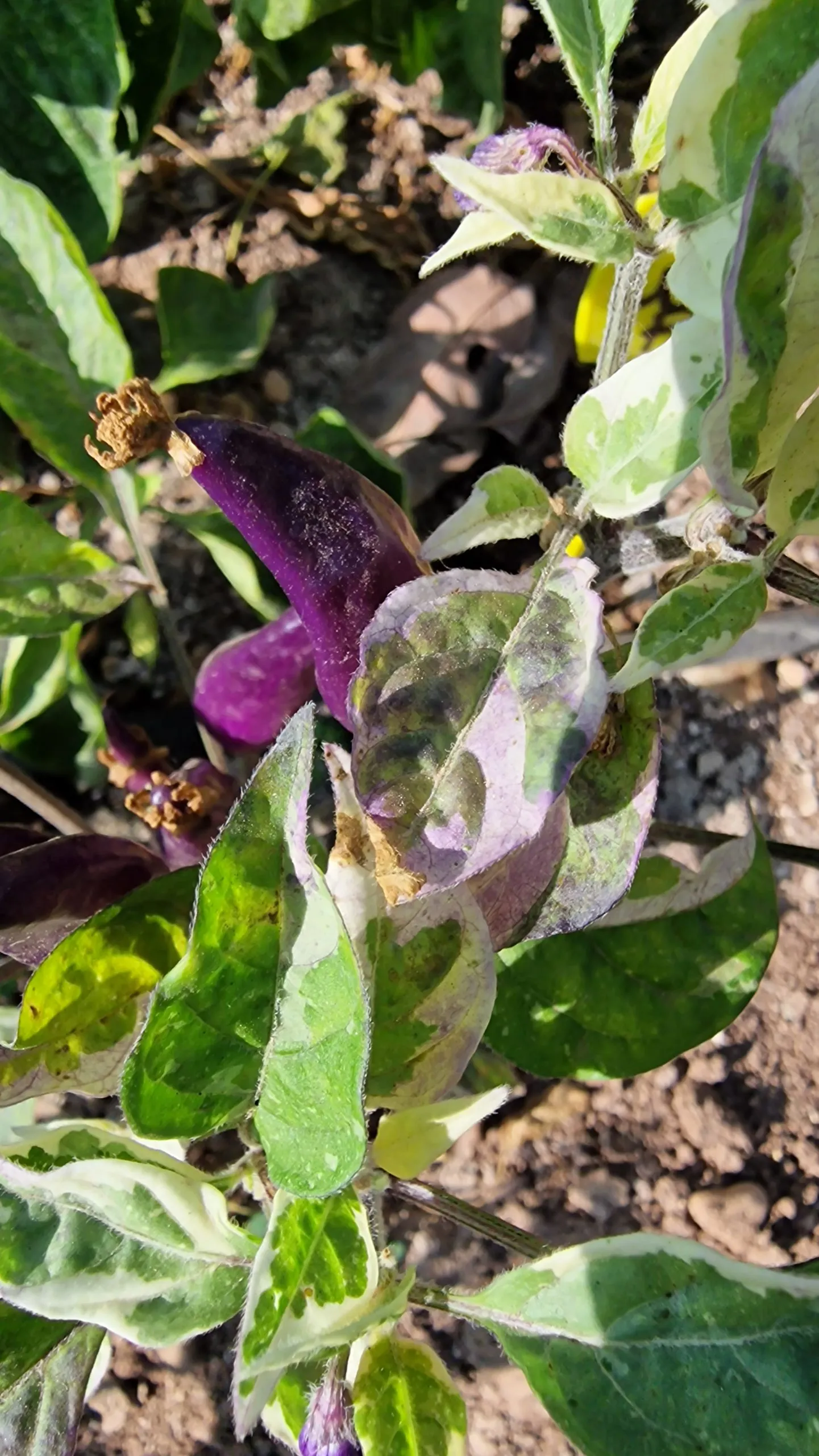 UFO Fluorescent Variegated Chilli Seeds - Image 3