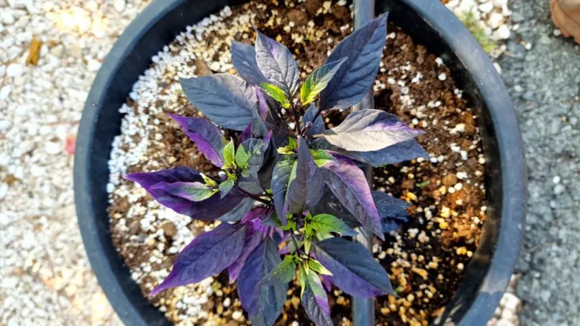 Purple Flash Chilli Seeds - Image 2
