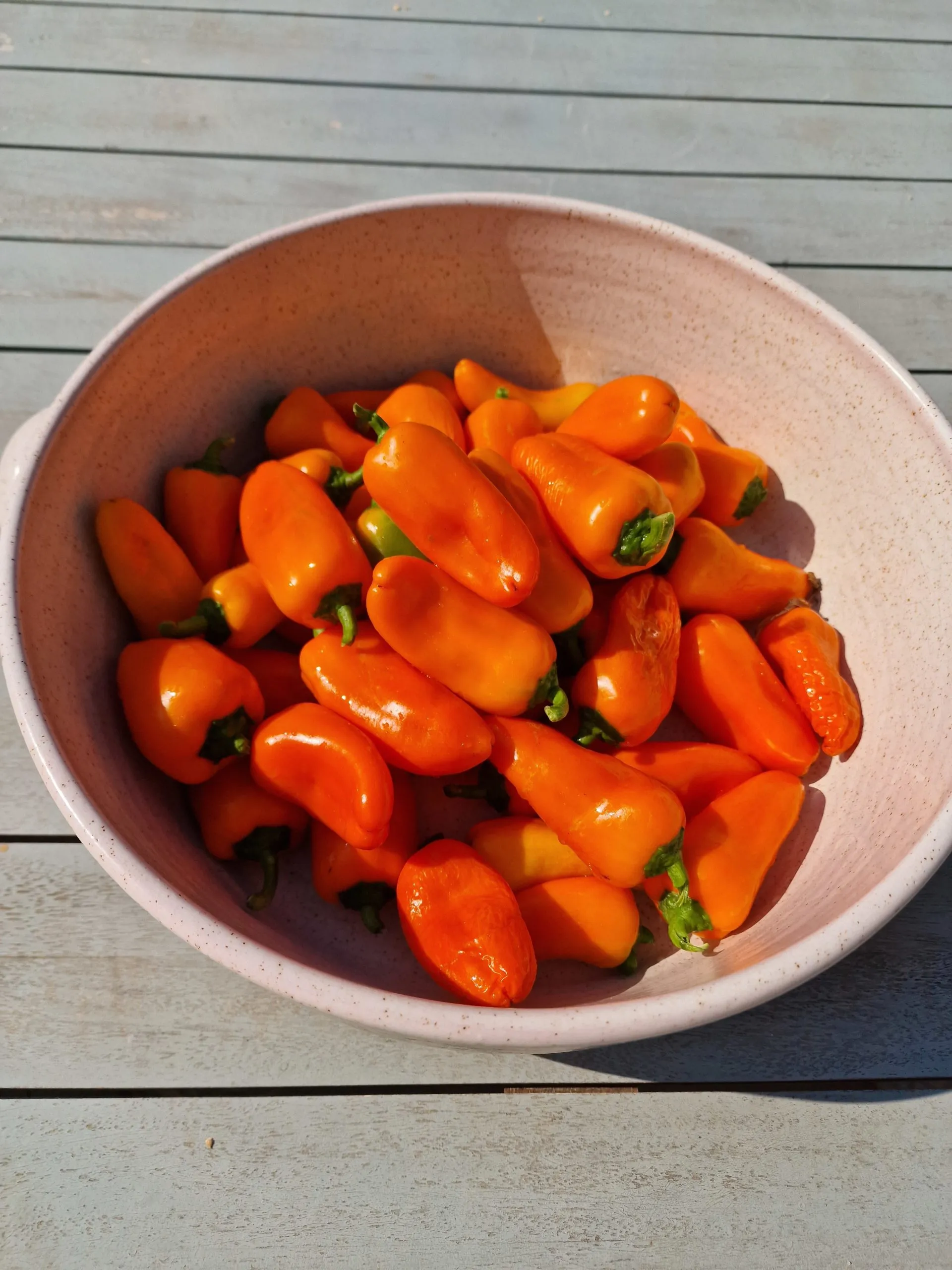 Lunch Box Orange Sweet Pepper Seeds - Image 2