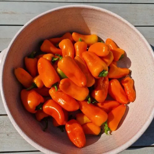 Lunch Box Orange Sweet Pepper Seeds