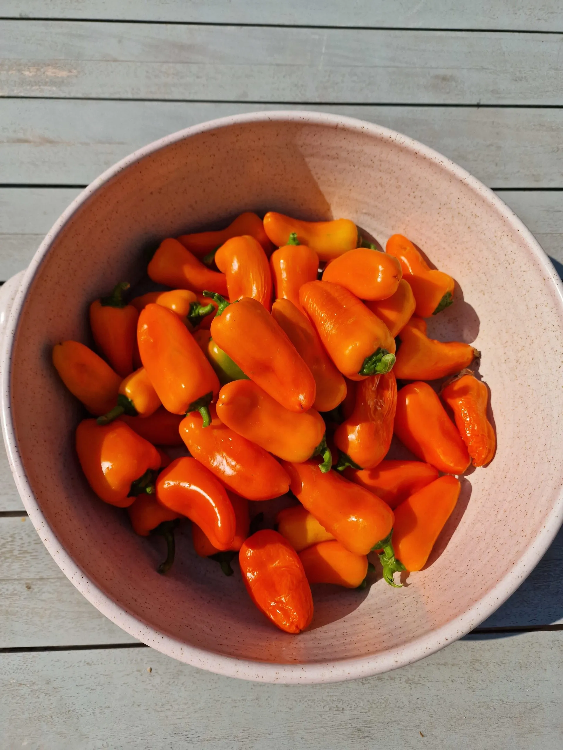 Lunch Box Orange Sweet Pepper Seeds