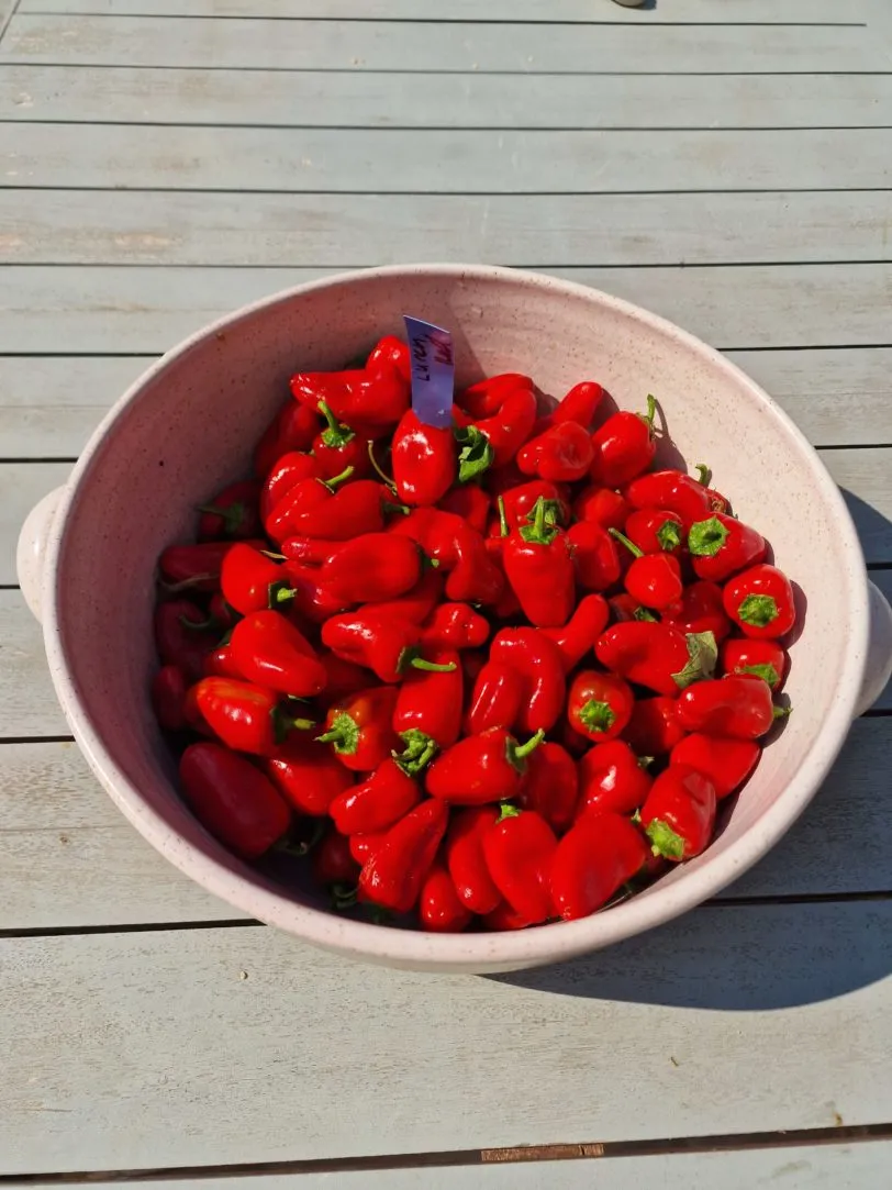 Lunch Box Red Sweet Pepper Seeds - Image 2