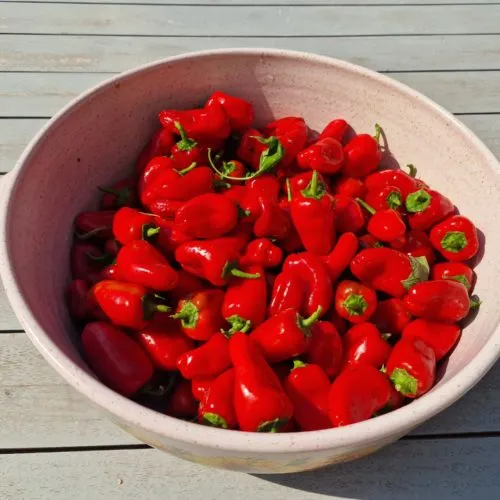 Lunch Box Red Sweet Pepper Seeds