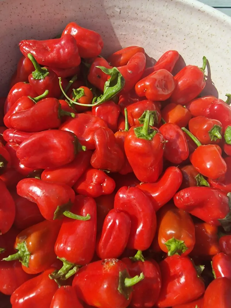 Lunch Box Red Sweet Pepper Seeds - Image 3