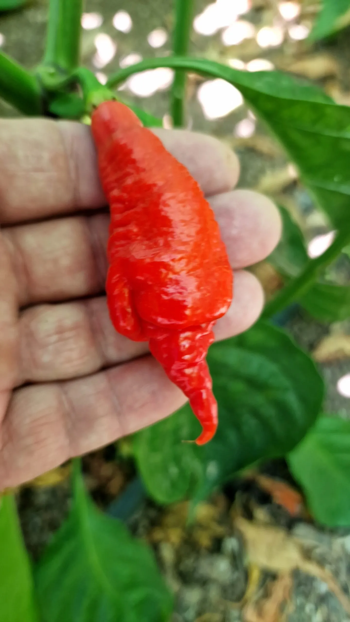 SRTSL ( Sara Ragoonan Trinidad Scorpion) Chilli Seeds - Image 5