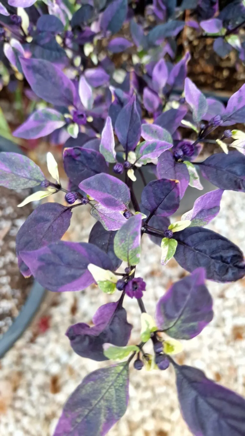 Purple Flash Chilli Seeds - Image 5