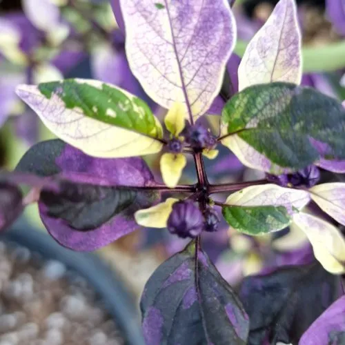 Purple Flash Chilli Seeds