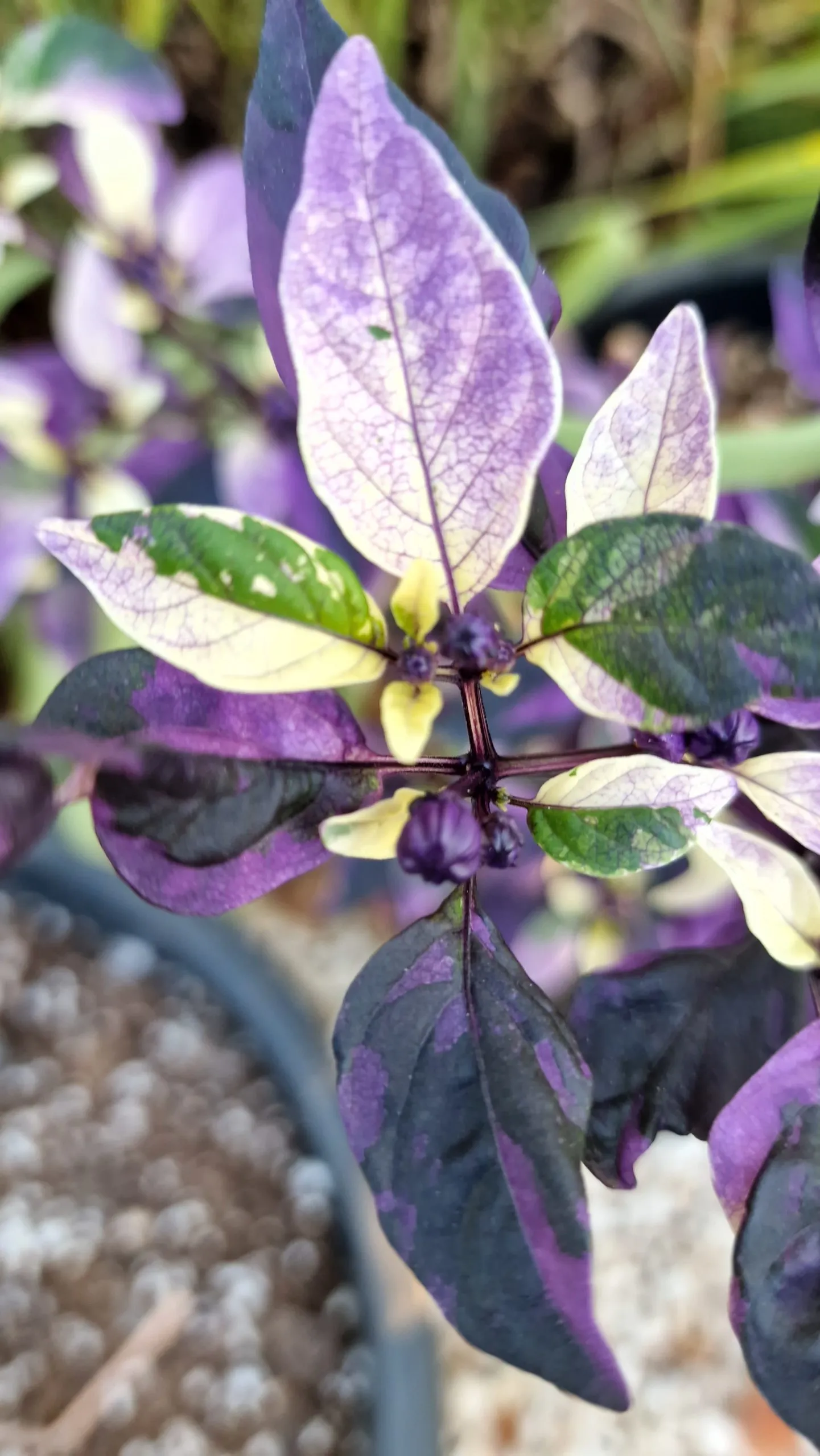 Purple Flash Chilli Seeds