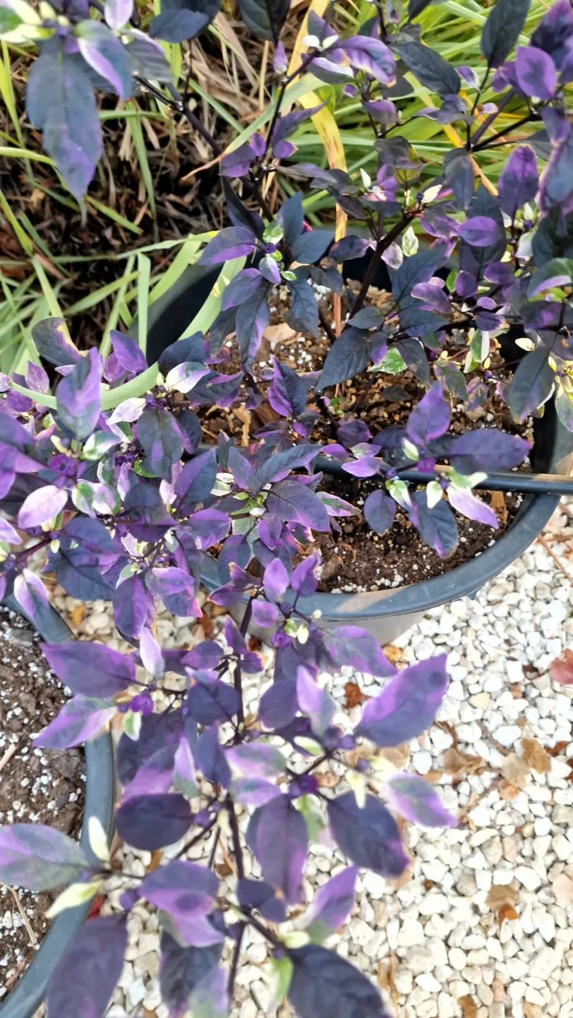 Purple Flash Chilli Seeds - Image 3