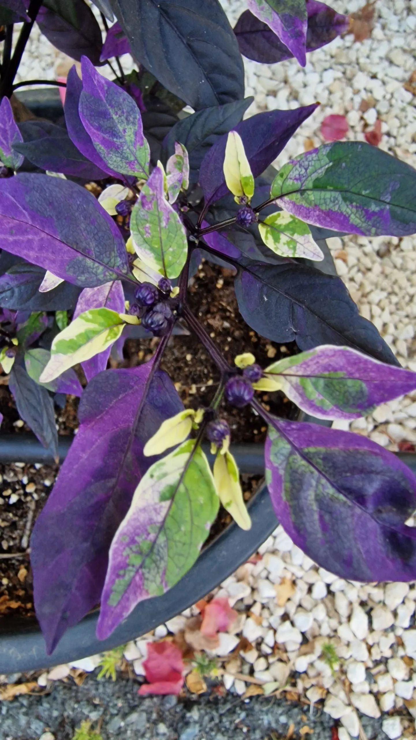 Purple Flash Chilli Seeds - Image 4