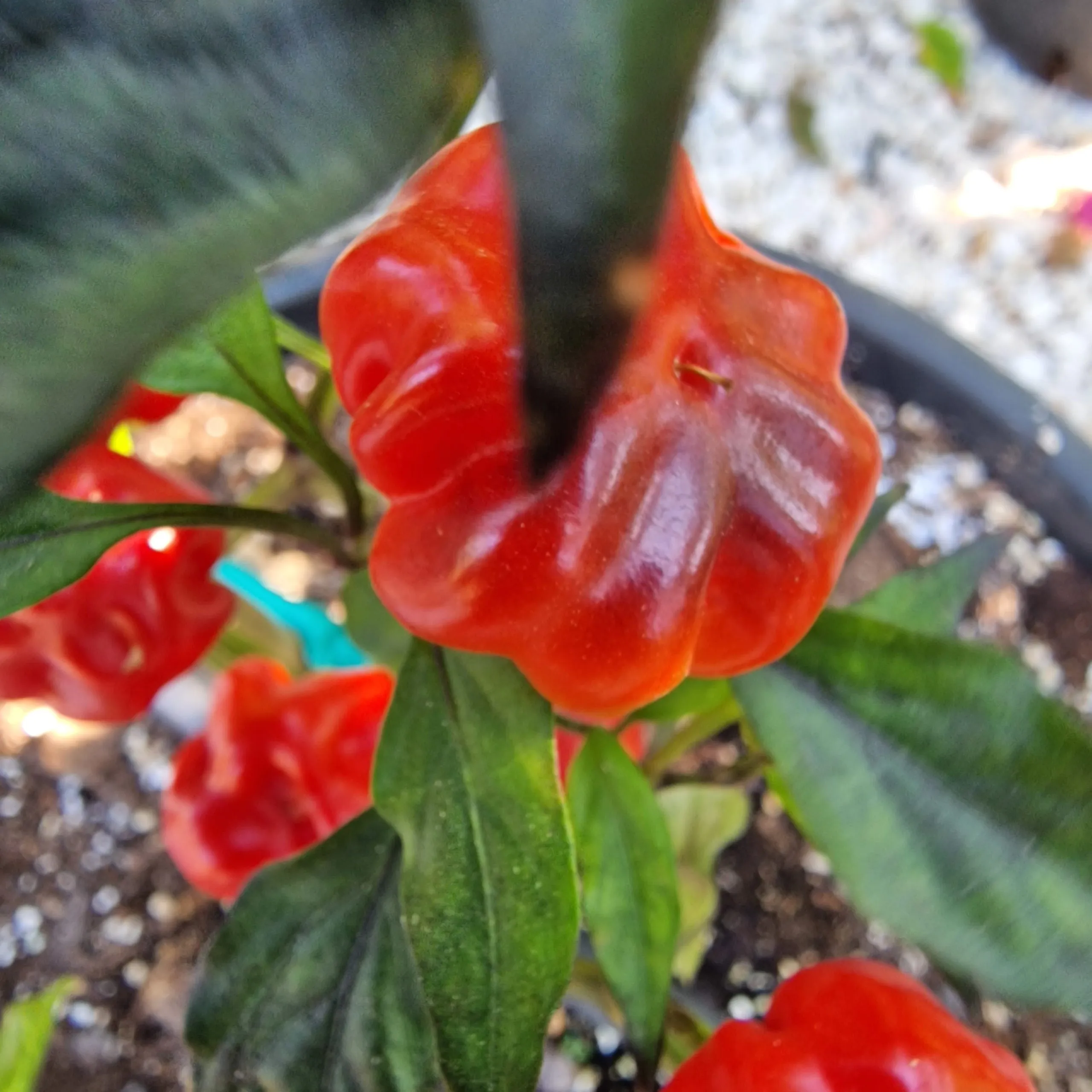 Purple Pumpkin Chilli Seeds - Image 9