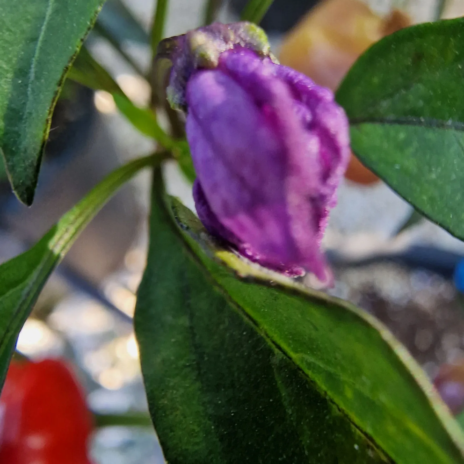 Purple Pumpkin Chilli Seeds - Image 10