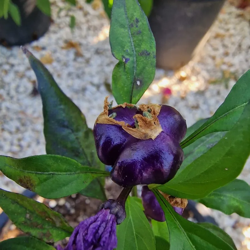 Purple Pumpkin Chilli Seeds - Image 7