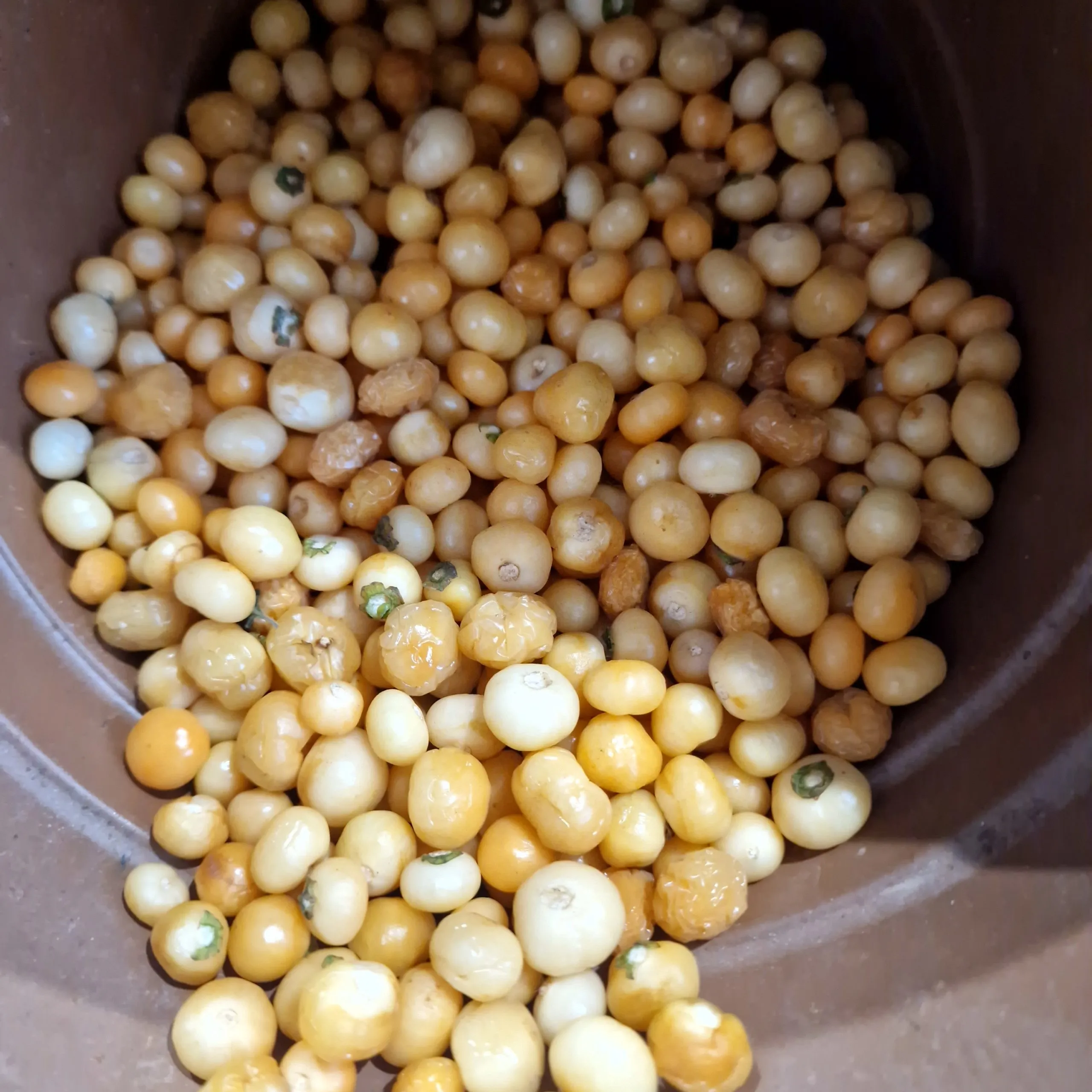 Aji Charapita Peach Chilli Seeds - Image 3