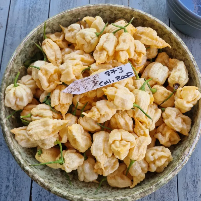 California Reaper (Peach Reaper) Chilli Seeds - Image 2