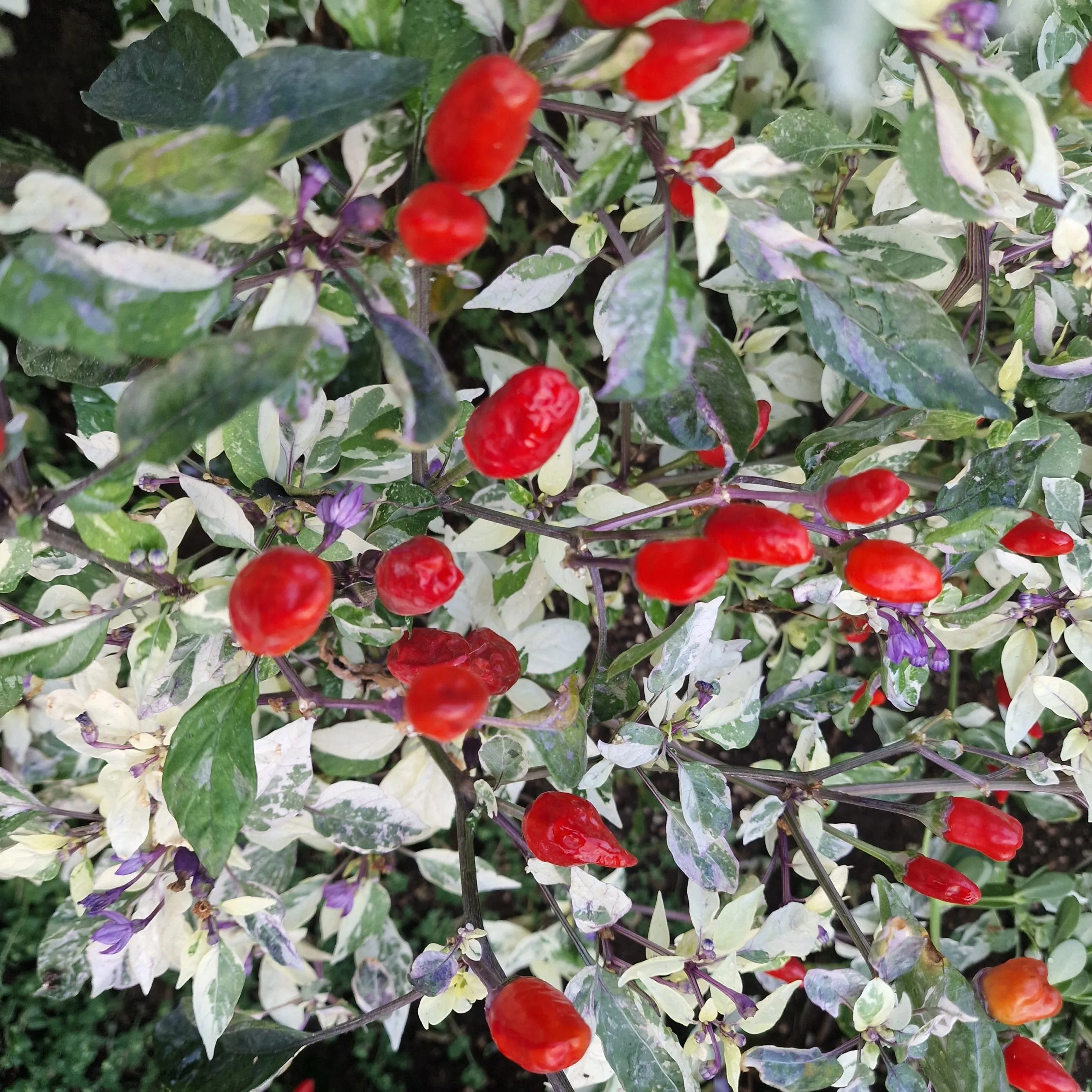 UFO Fluorescent Variegated Chilli Seeds