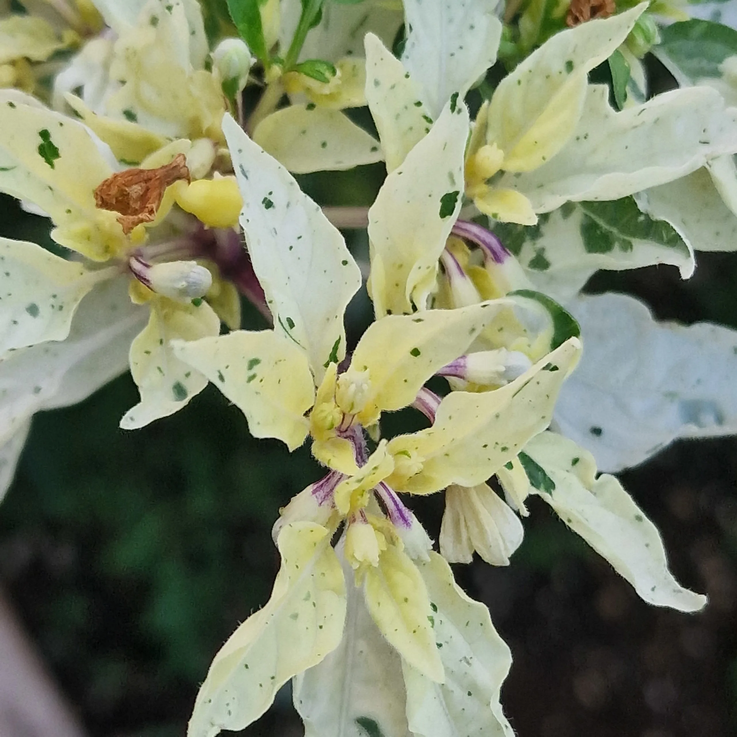 UFO Fluorescent Variegated Chilli Seeds - Image 5