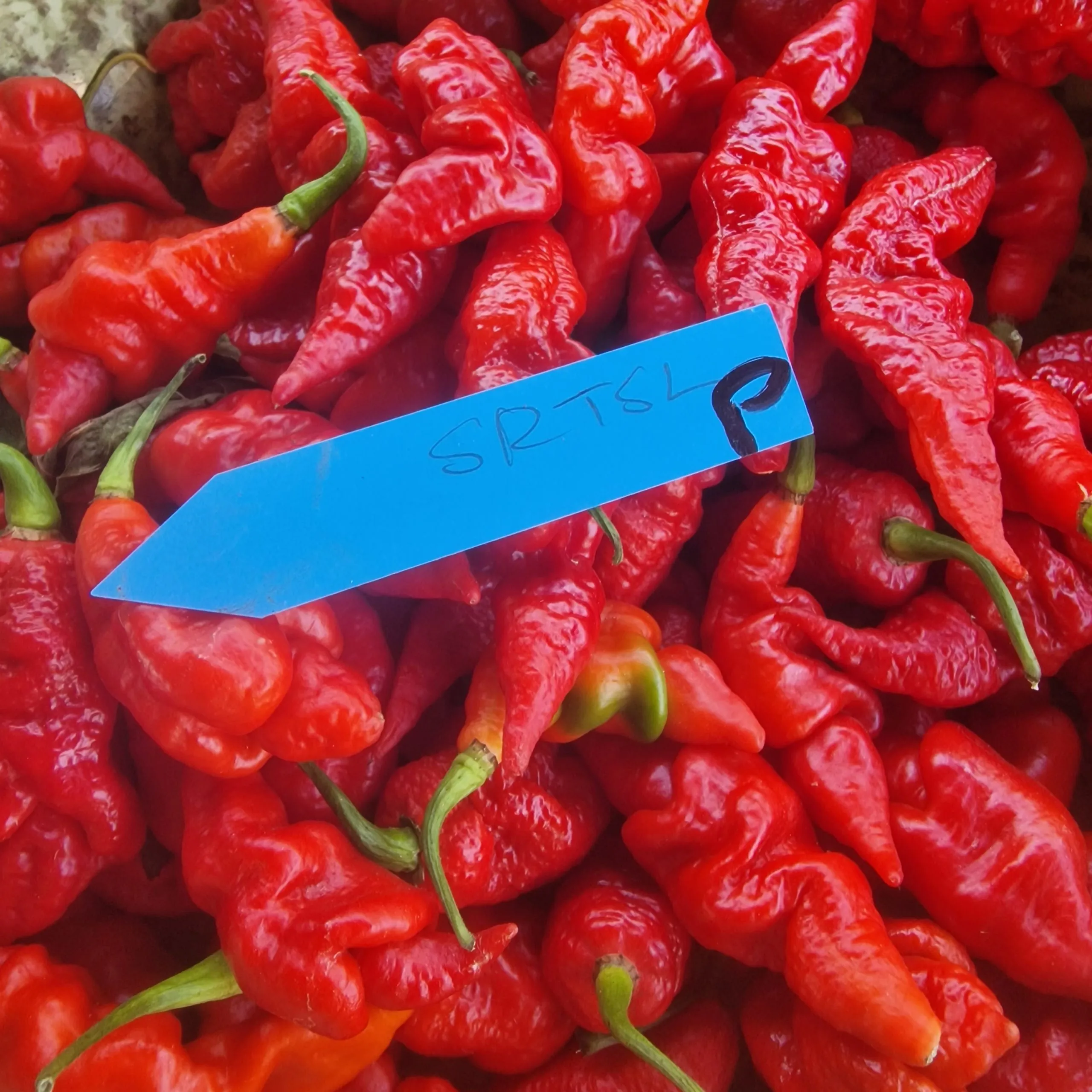 SRTSL ( Sara Ragoonan Trinidad Scorpion) Chilli Seeds - Image 6
