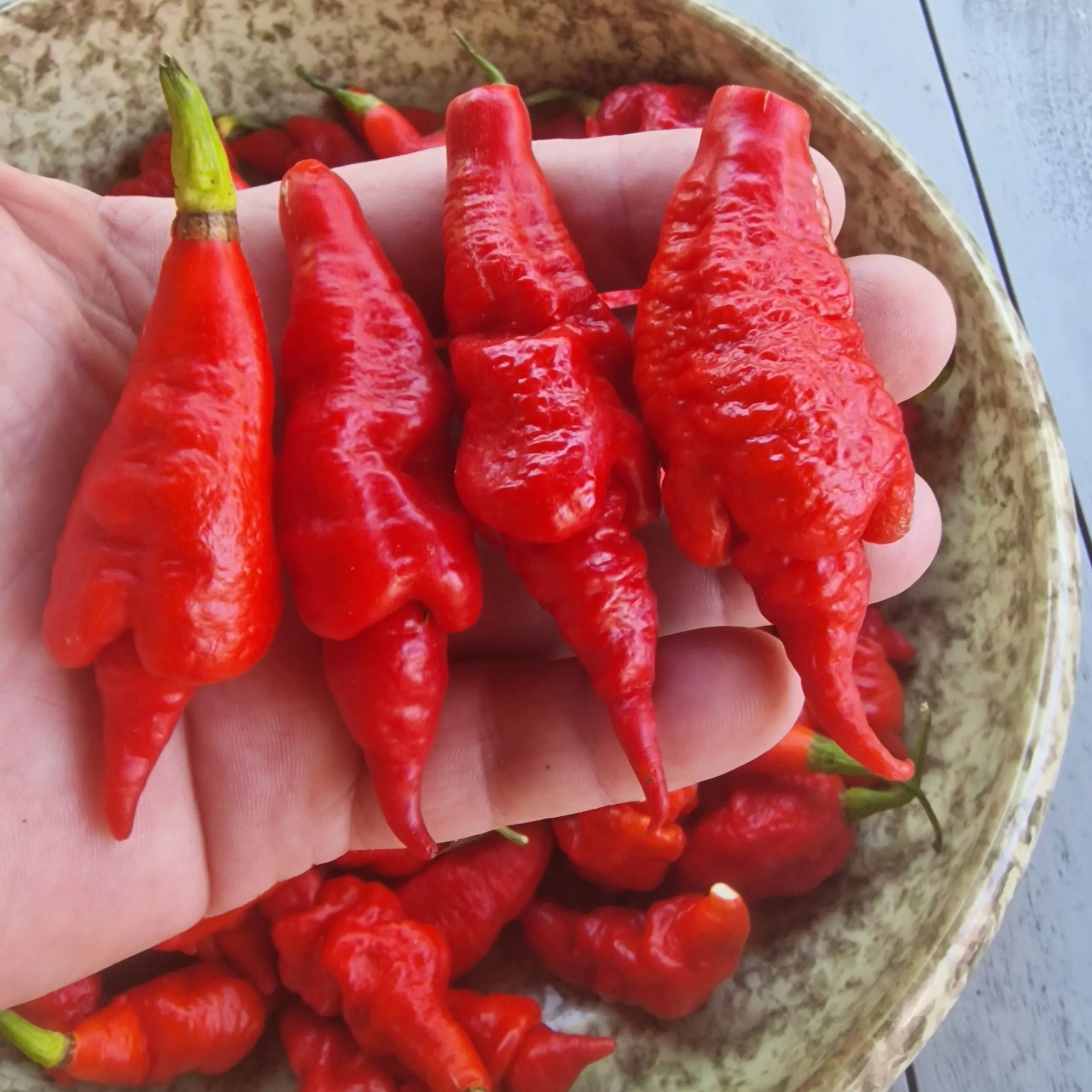 SRTSL ( Sara Ragoonan Trinidad Scorpion) Chilli Seeds