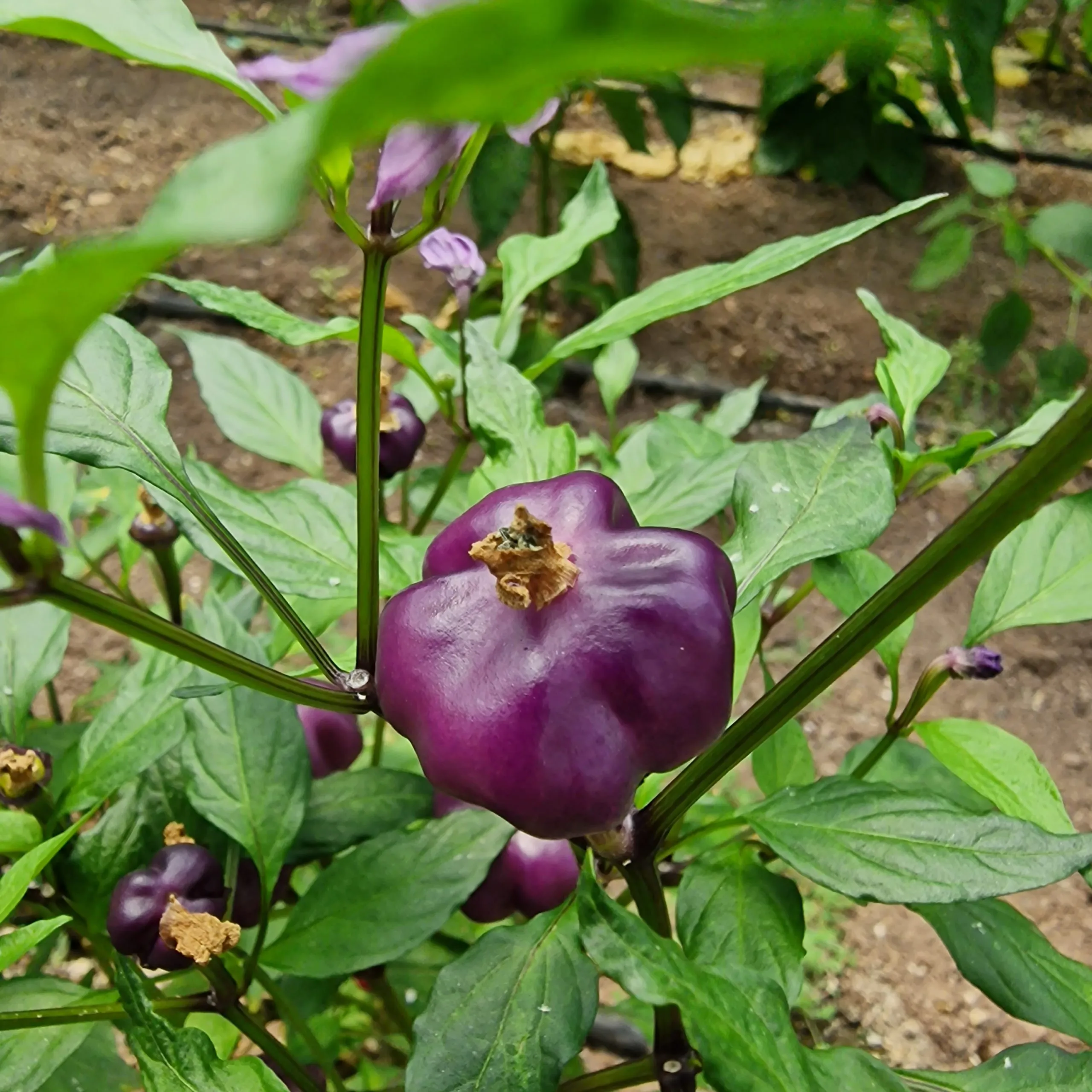 Purple Pumpkin Chilli Seeds - Image 4