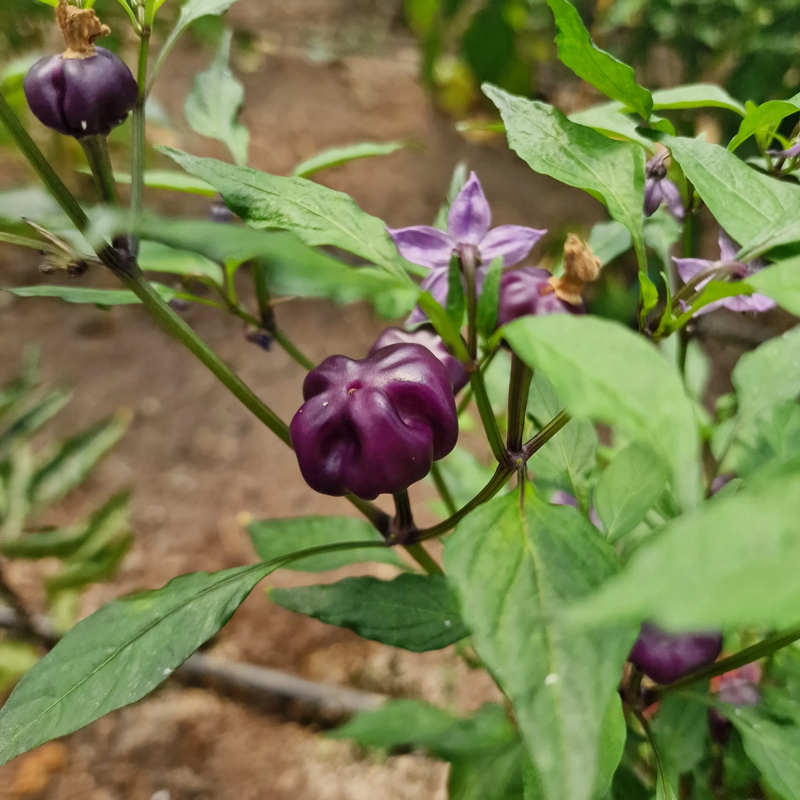 Purple Pumpkin Chilli Seeds