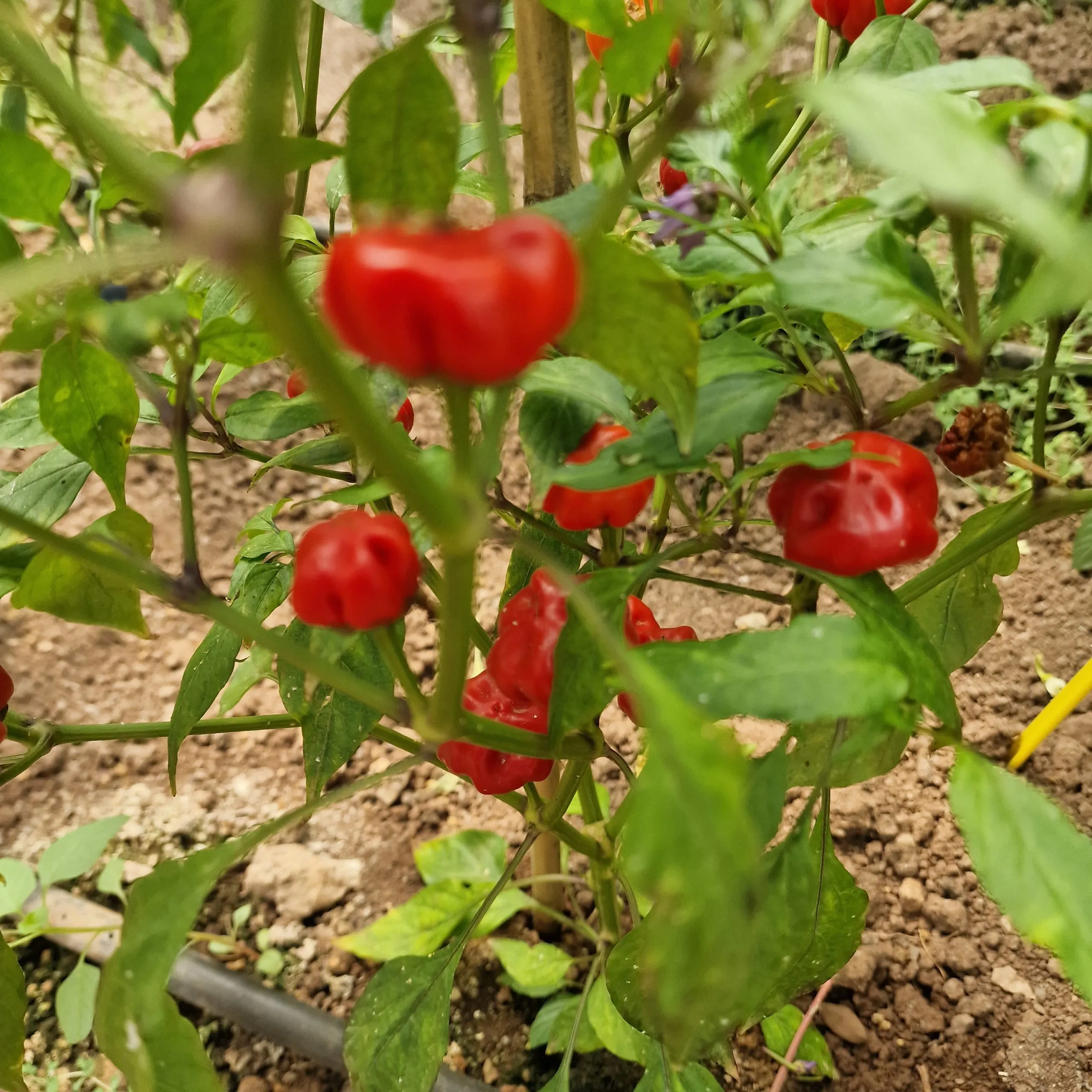 Purple Pumpkin Chilli Seeds - Image 8