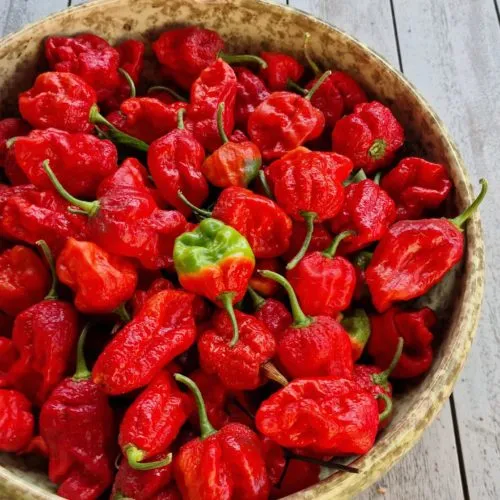 Armageddon Chilli Seeds